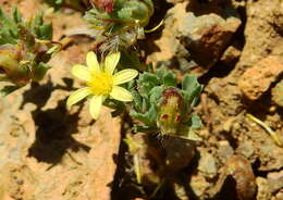 Image de Chaetanthera euphrasioides (DC.) Fr. Meigen