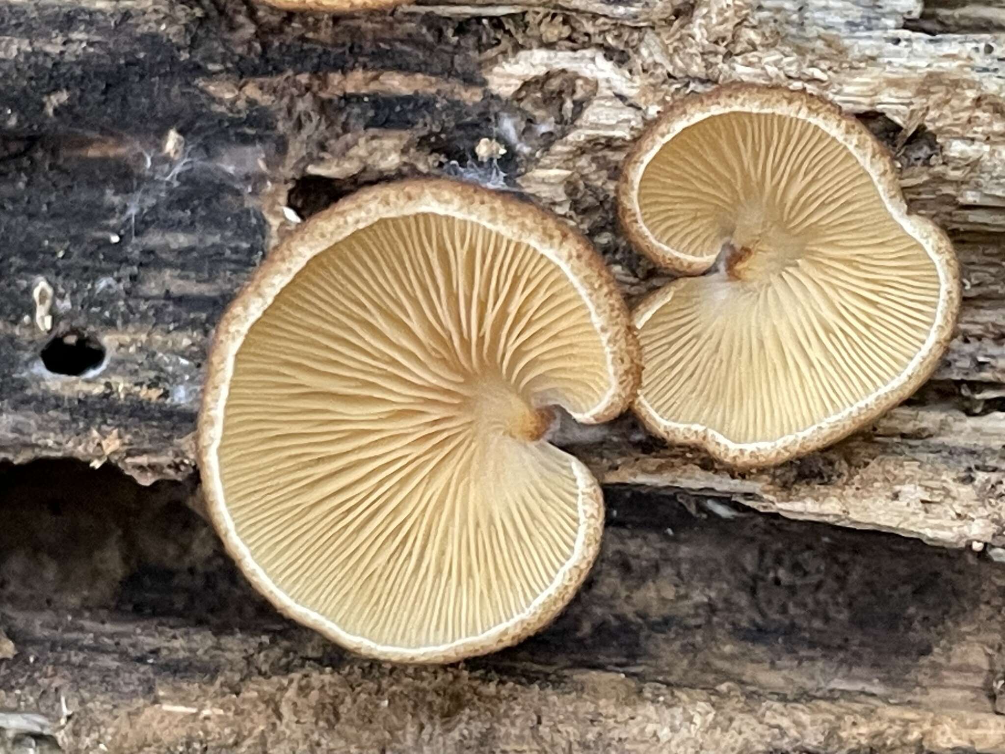 Crepidotus badiofloccosus S. Imai 1939 resmi