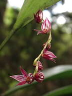 Image of Pleurothallis lindenii Lindl.