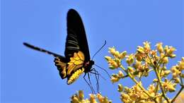 Sivun Troides helena (Linnaeus 1758) kuva