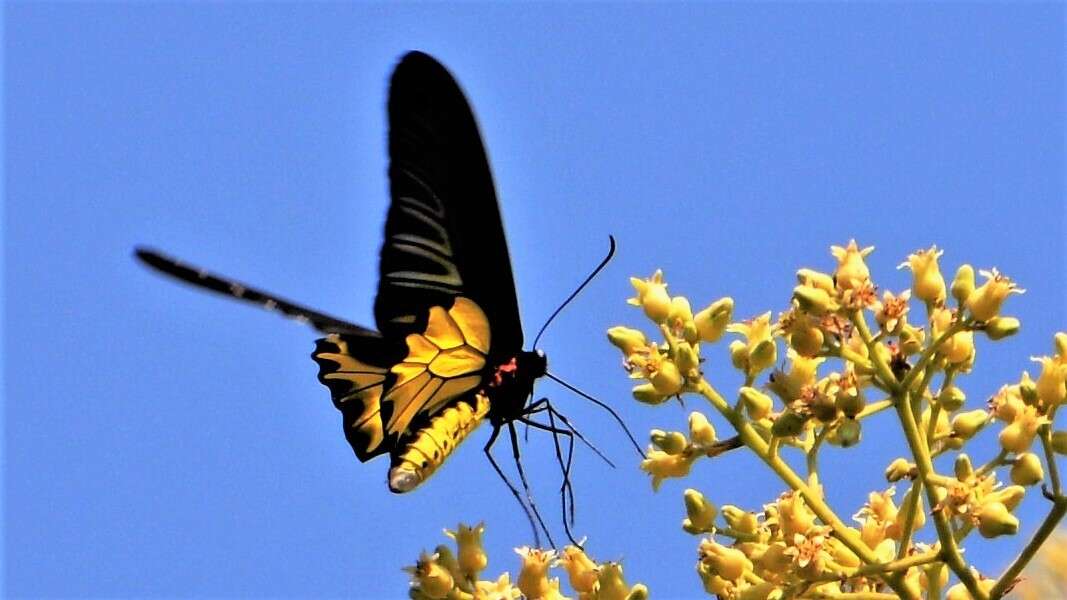 Troides helena (Linnaeus 1758) resmi