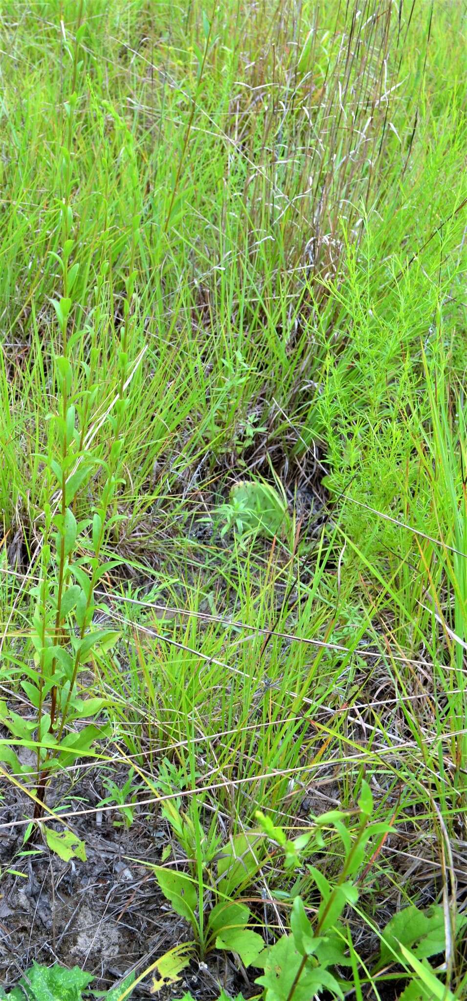 Image of Louisiana goldenrod