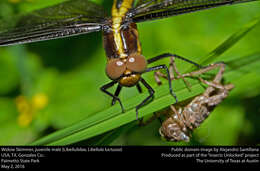 Image of Widow Skimmer