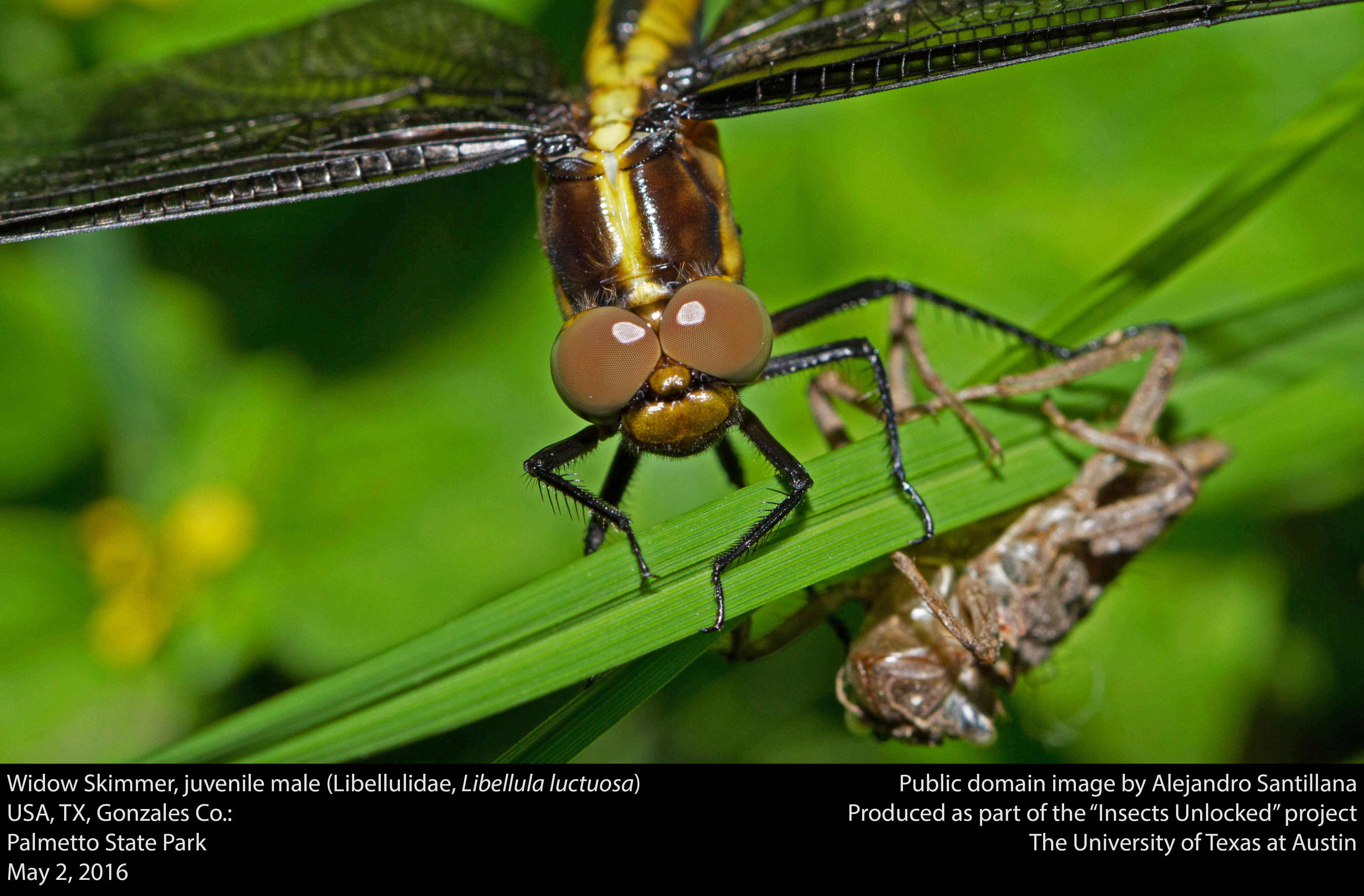 Image of Widow Skimmer