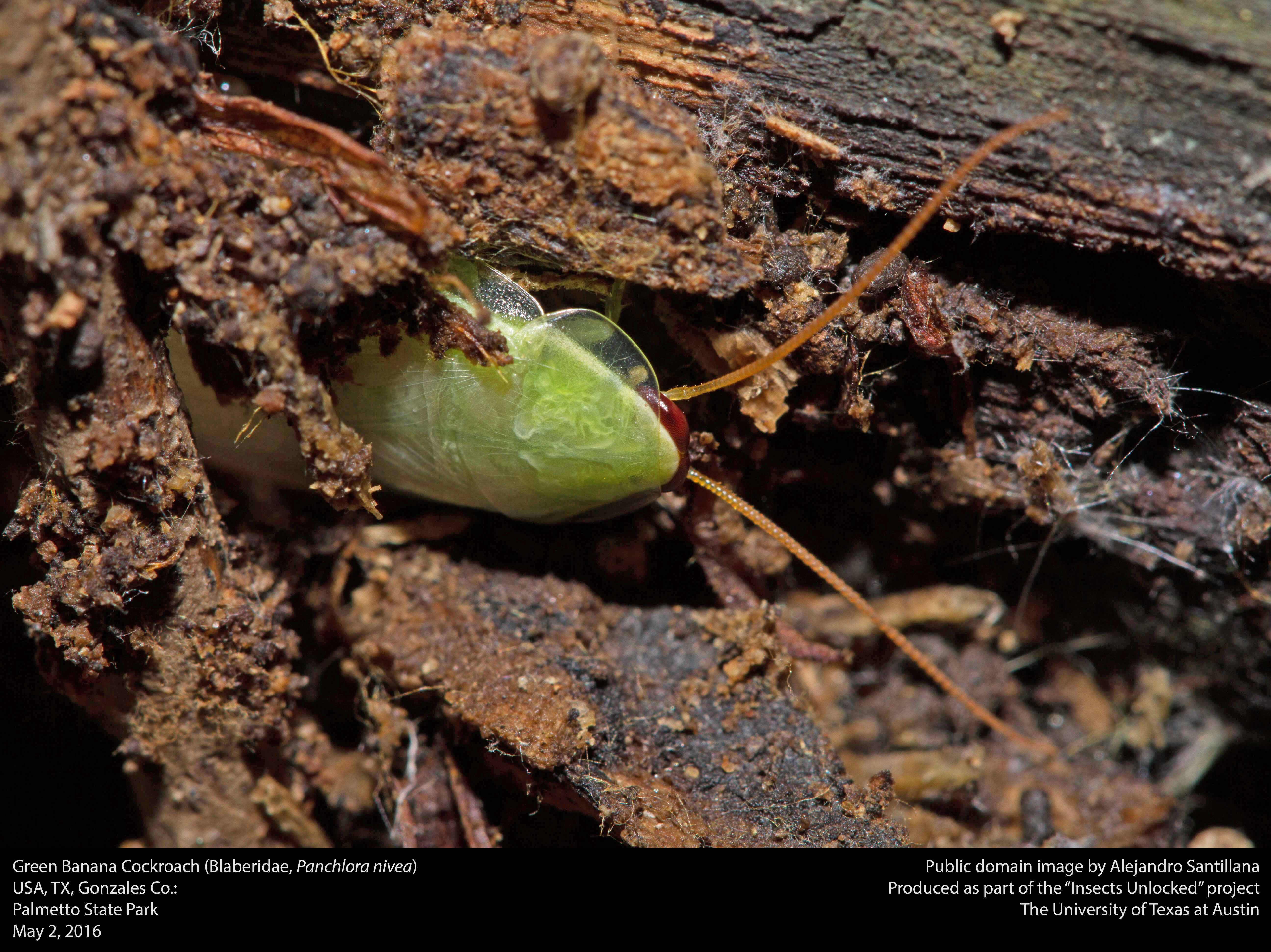 Image of Green Banana Cockroach