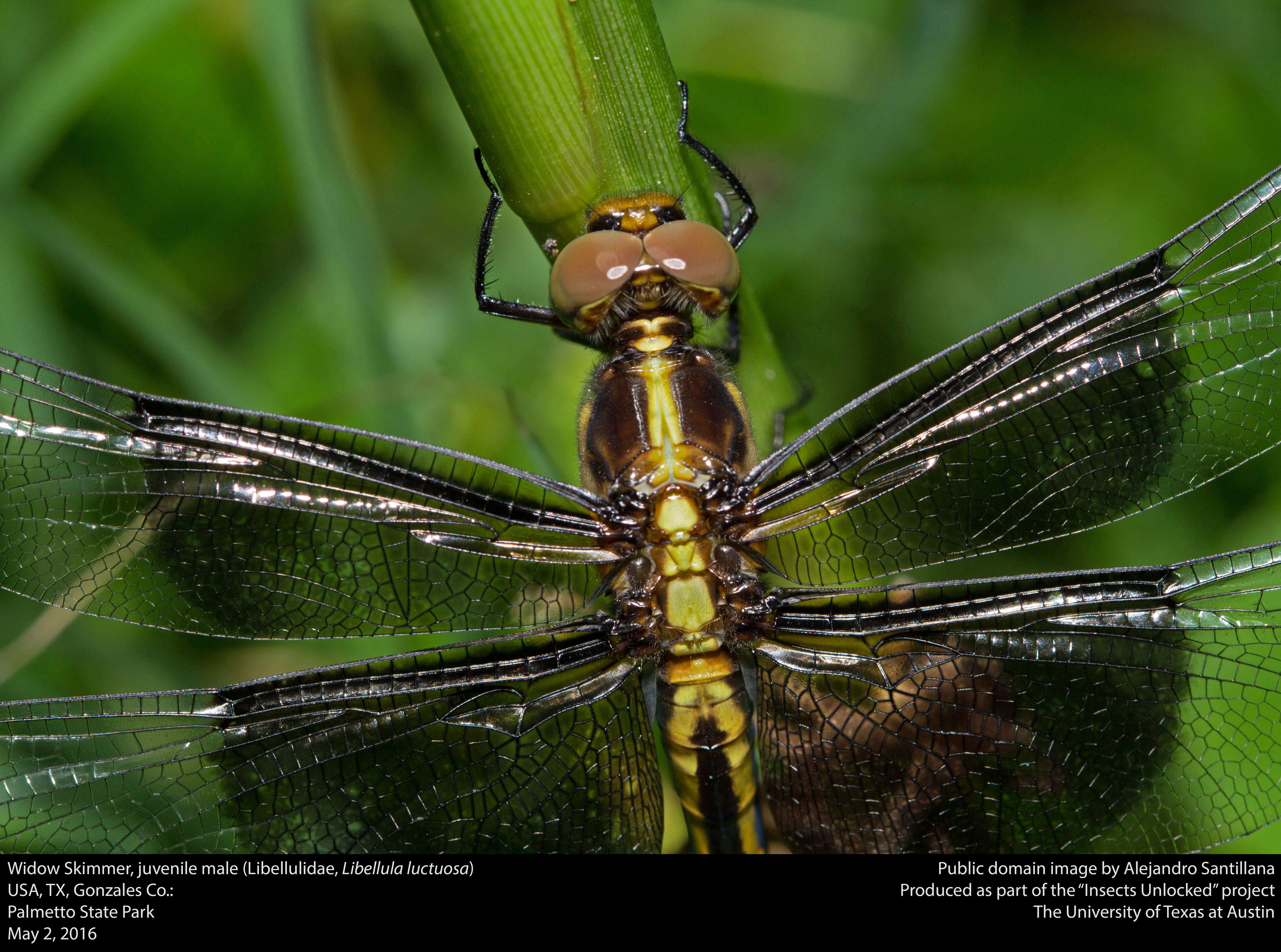 Image of Widow Skimmer