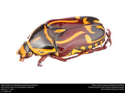 Image of Fiddler Beetle
