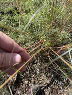 Aristida adscensionis L. resmi