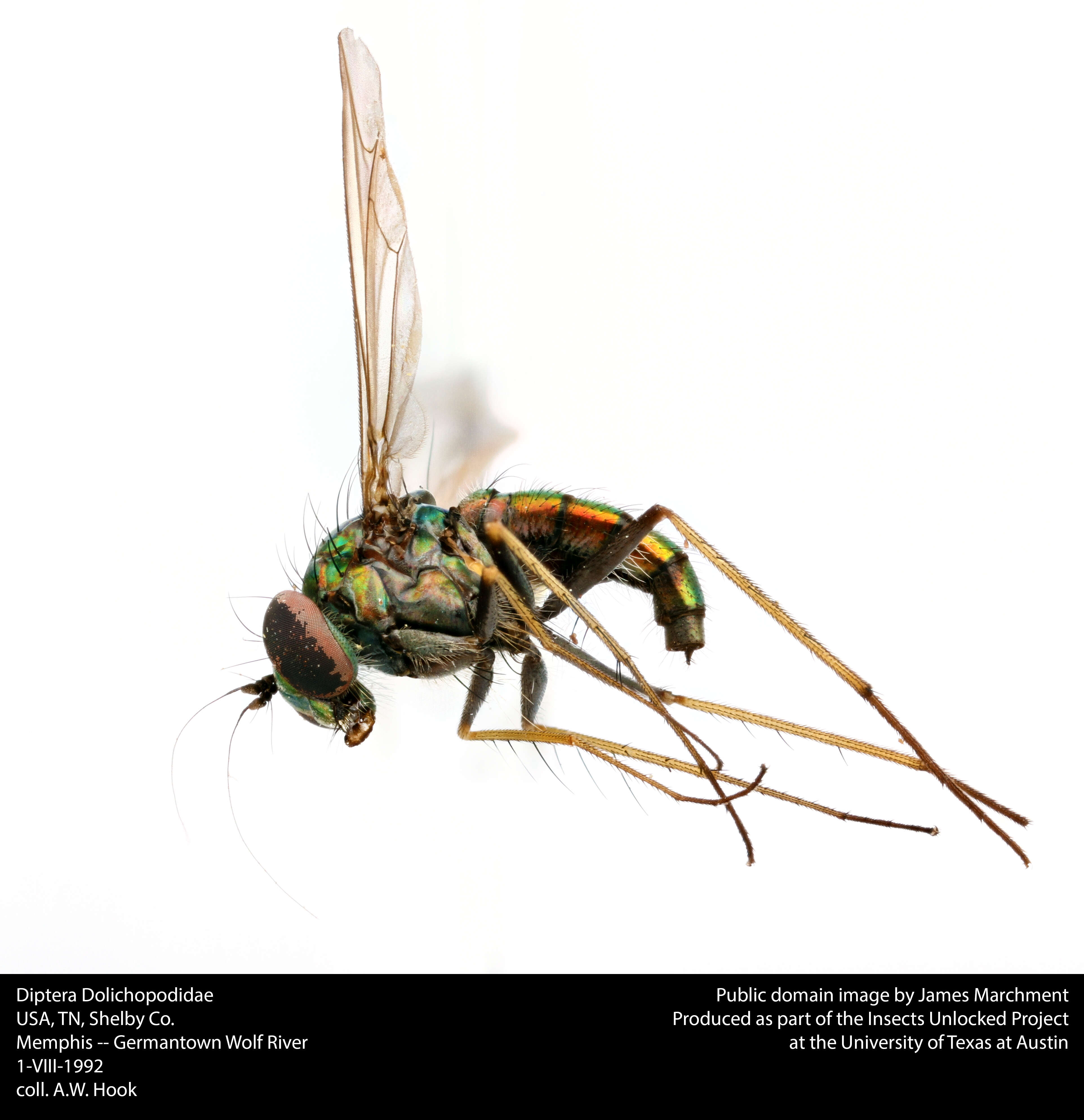 Image of long-legged fly
