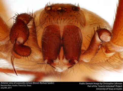 Image of Brown Recluse