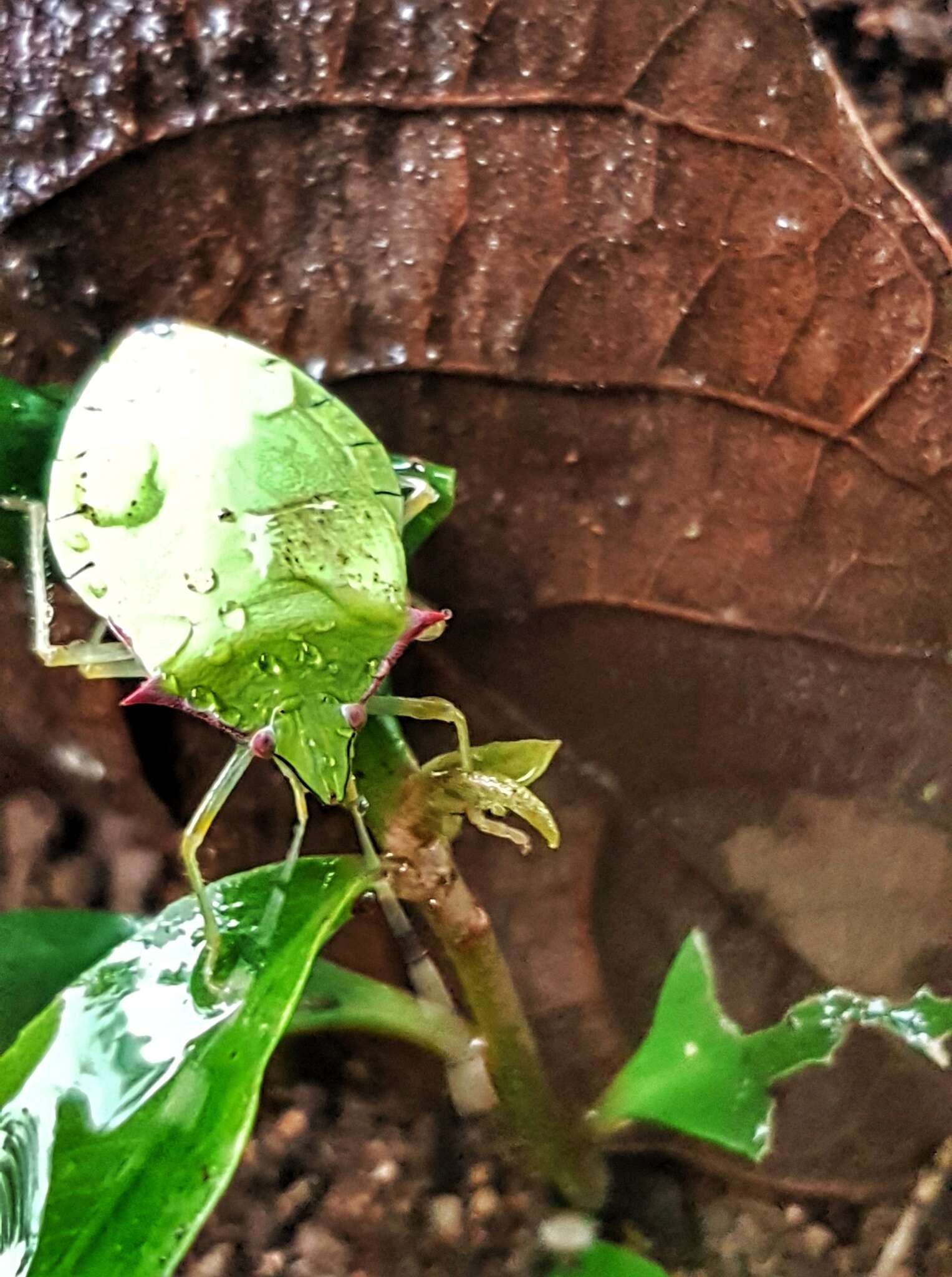 Image of Chlorocoris (Chlorocoris) distinctus Signoret 1851