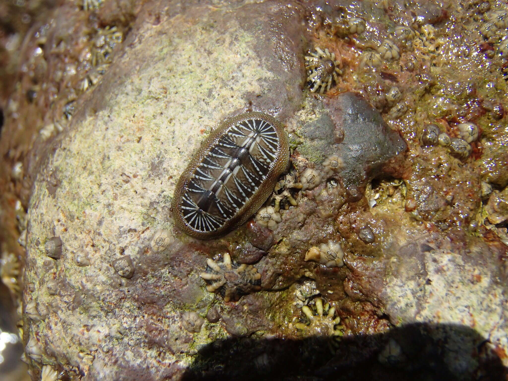 Image de Chiton albolineatus Broderip & G. B. Sowerby I 1829