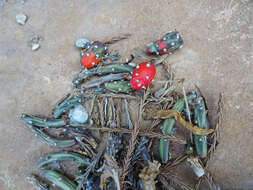 Image of Christmas Cactus