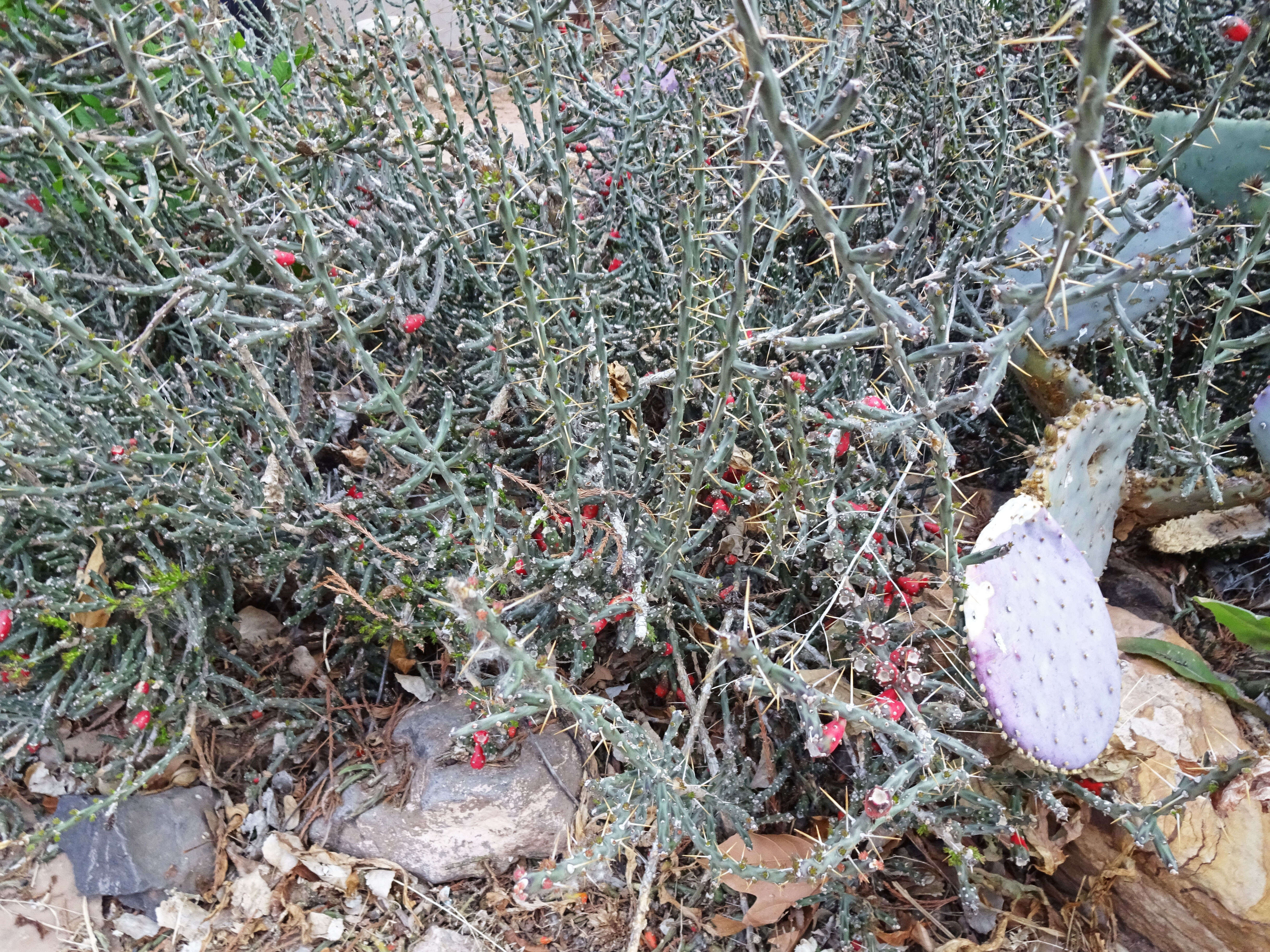 Image de Cylindropuntia leptocaulis (DC.) F. M. Knuth