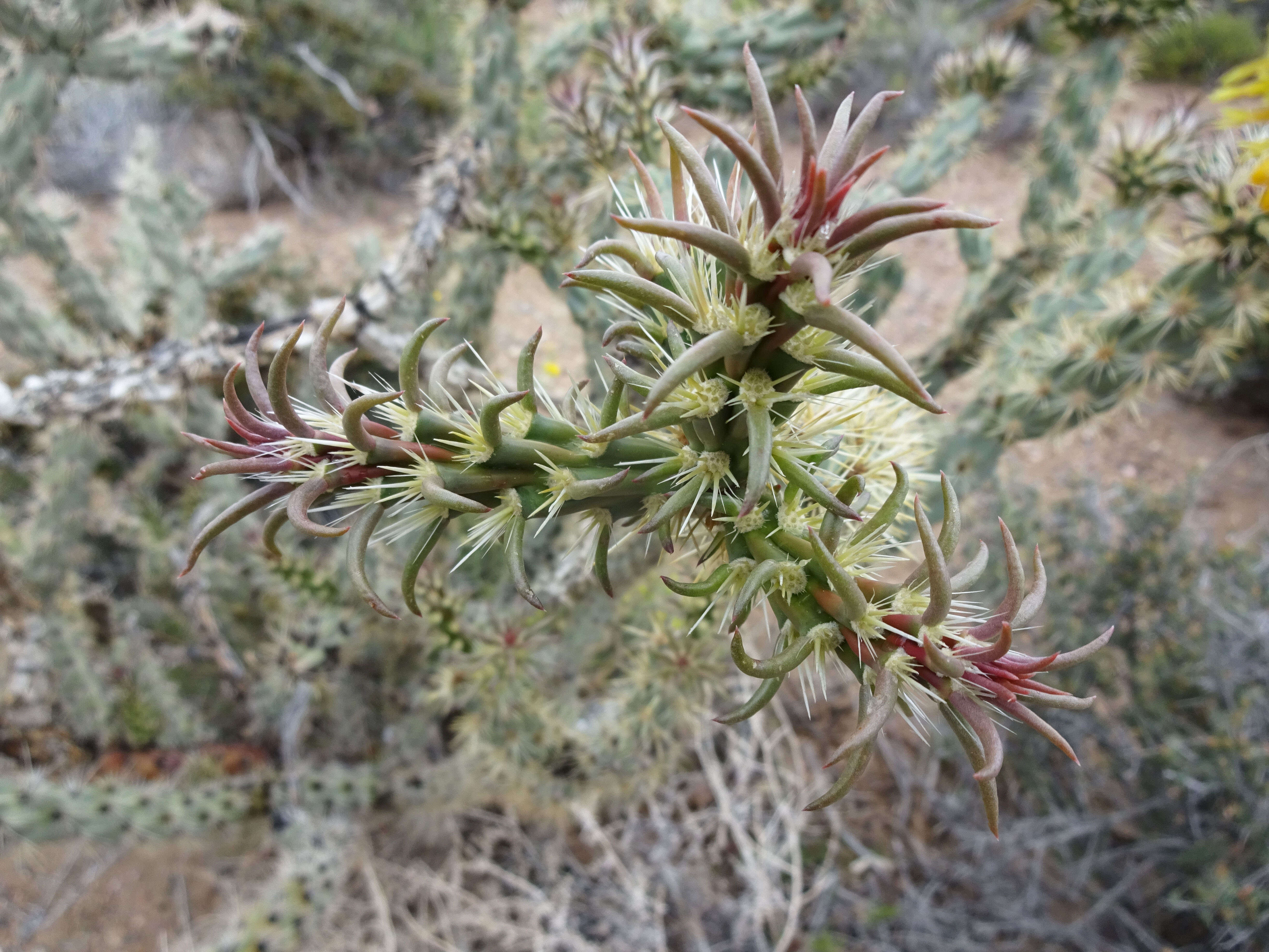 Image of buck-horn cholla