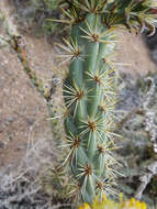 Image de Cylindropuntia acanthocarpa (Engelm. & J. M. Bigelow) F. M. Knuth