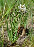 Image of Asclepias oreophila A. Nicholas ex O. M. Hilliard & B. L. Burtt