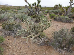 Image de Cylindropuntia acanthocarpa (Engelm. & J. M. Bigelow) F. M. Knuth