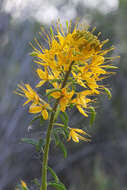 Image of Cleome lutea