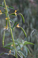 Image of Cleome lutea