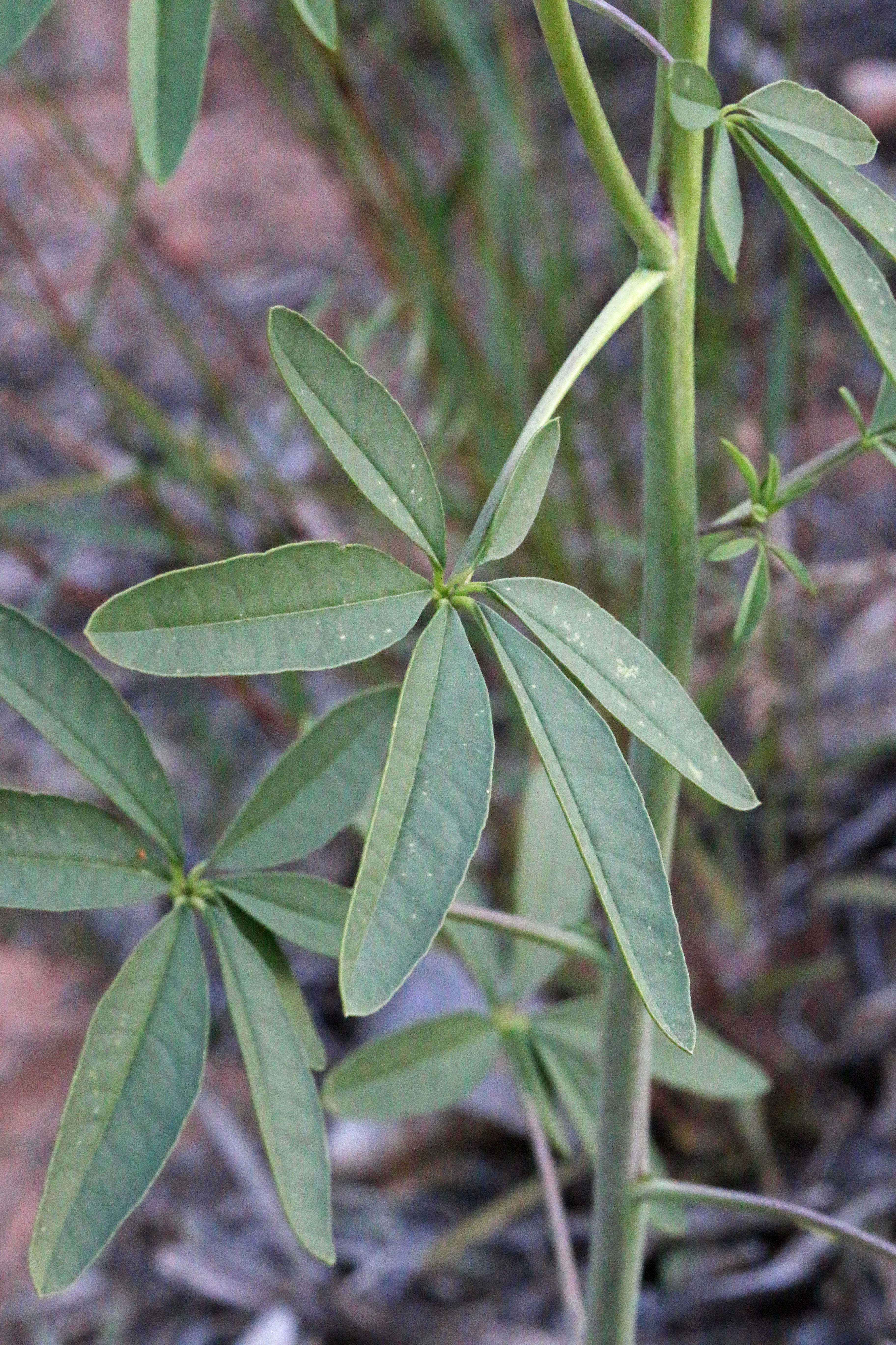 Image of Cleome lutea