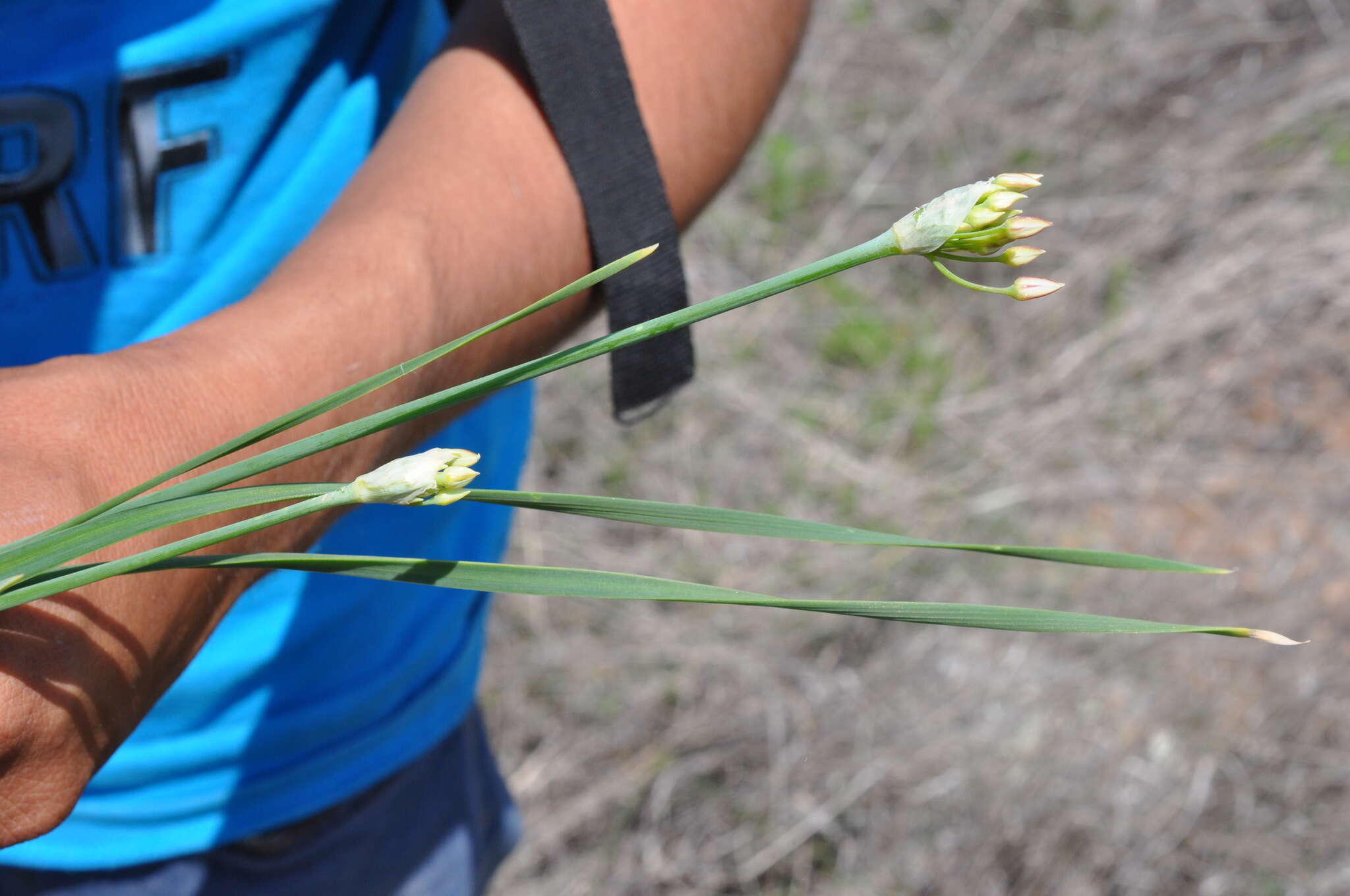 Image of slender false garlic