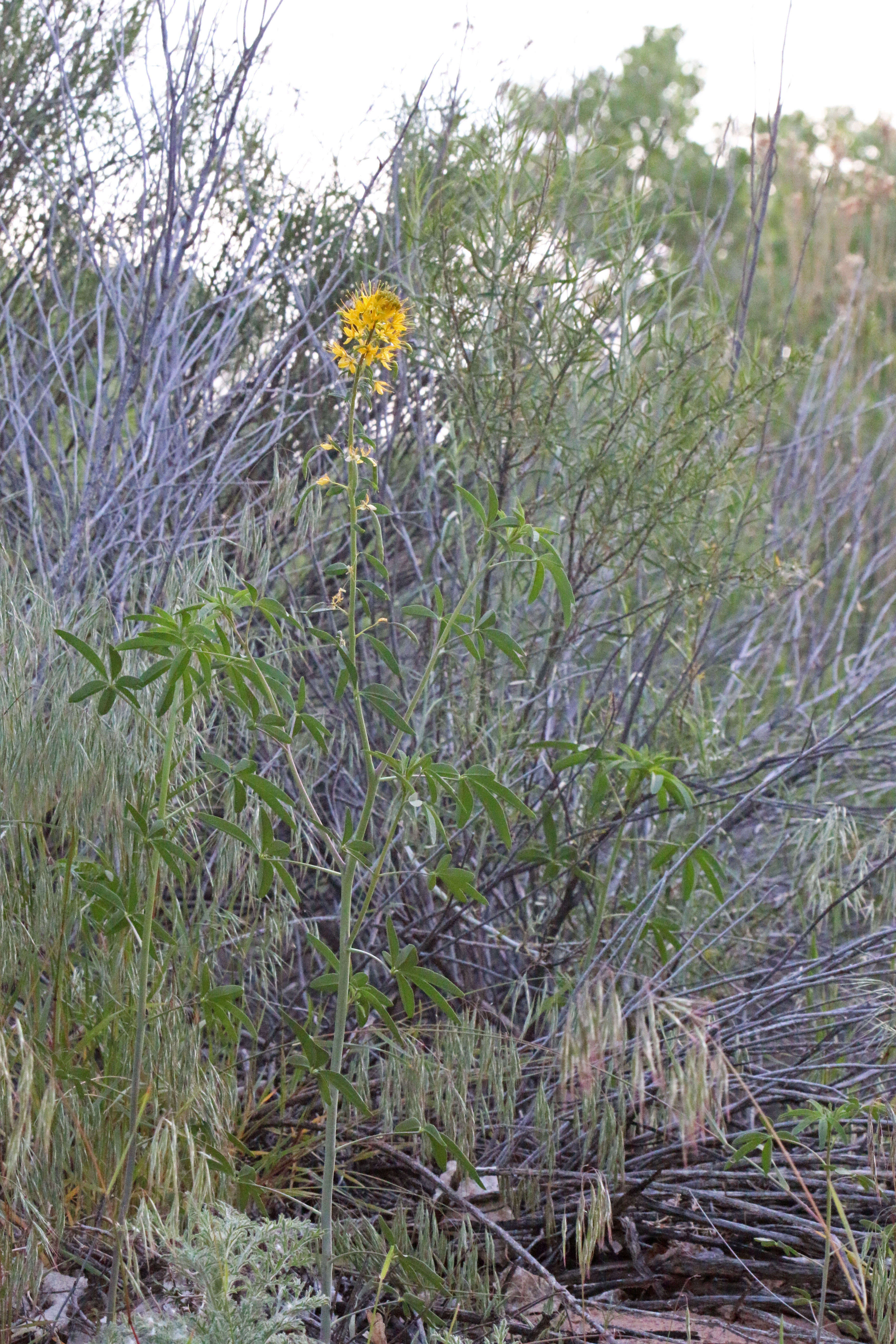 Image of Cleome lutea