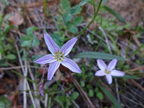 Image of lanceleaf springbeauty