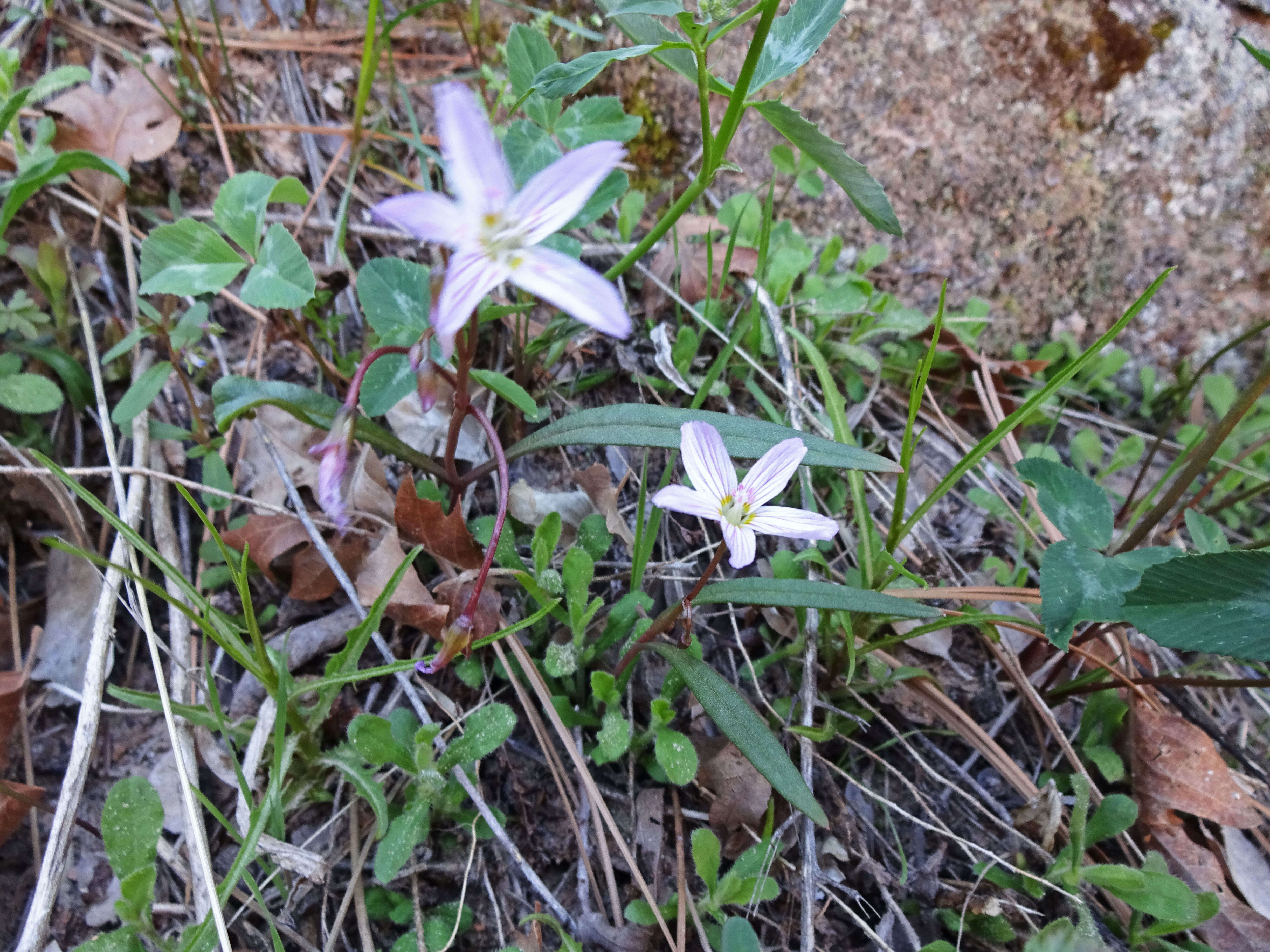 Image of lanceleaf springbeauty