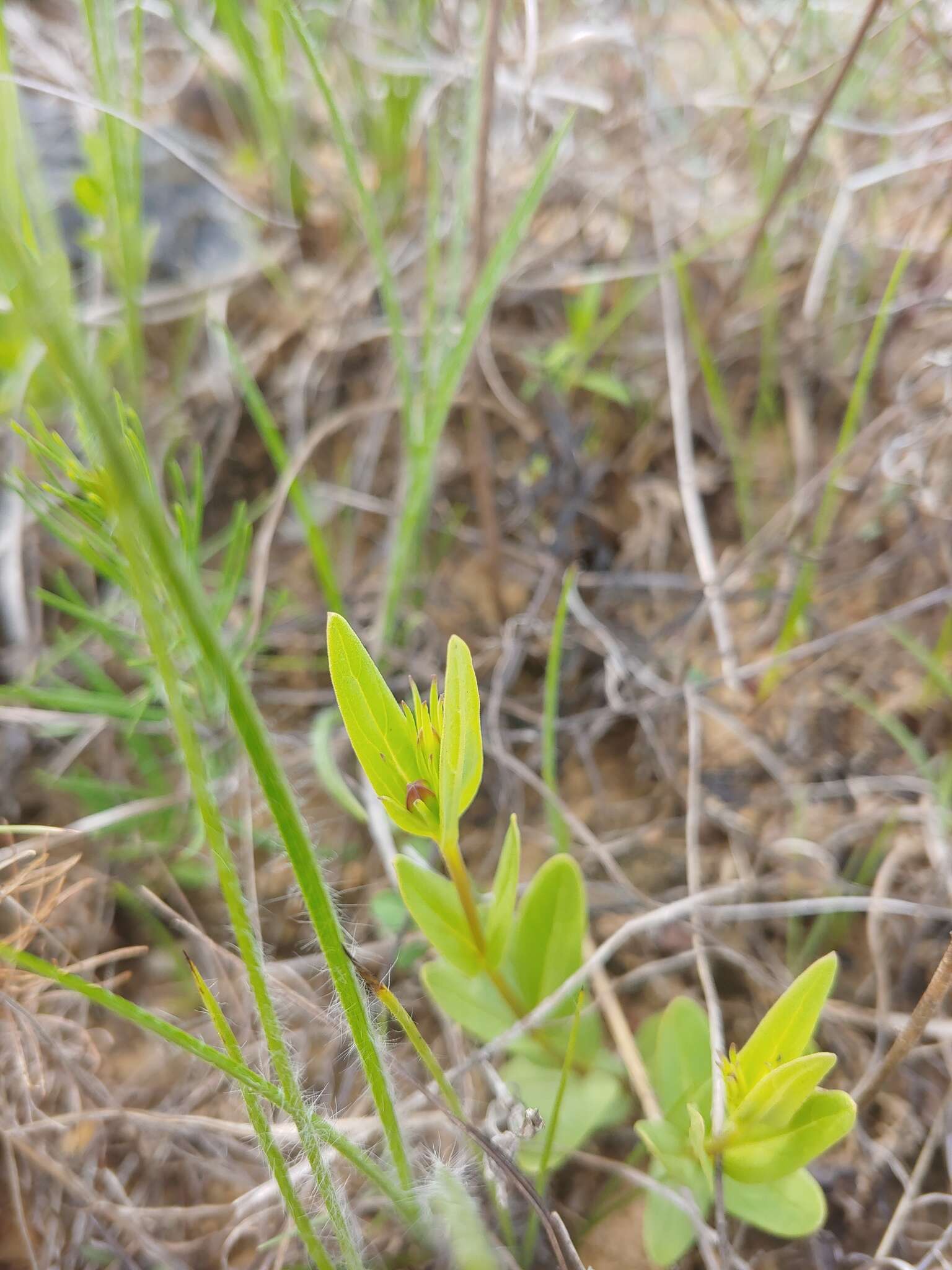 Image of purpleflower pinkroot