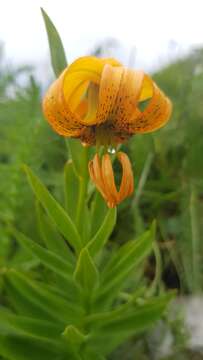 Image of Lilium carniolicum Bernh. ex W. D. J. Koch