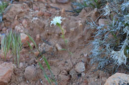 Image of Esteve's pincushion