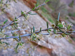 Imagem de Cercocarpus intricatus S. Wats.