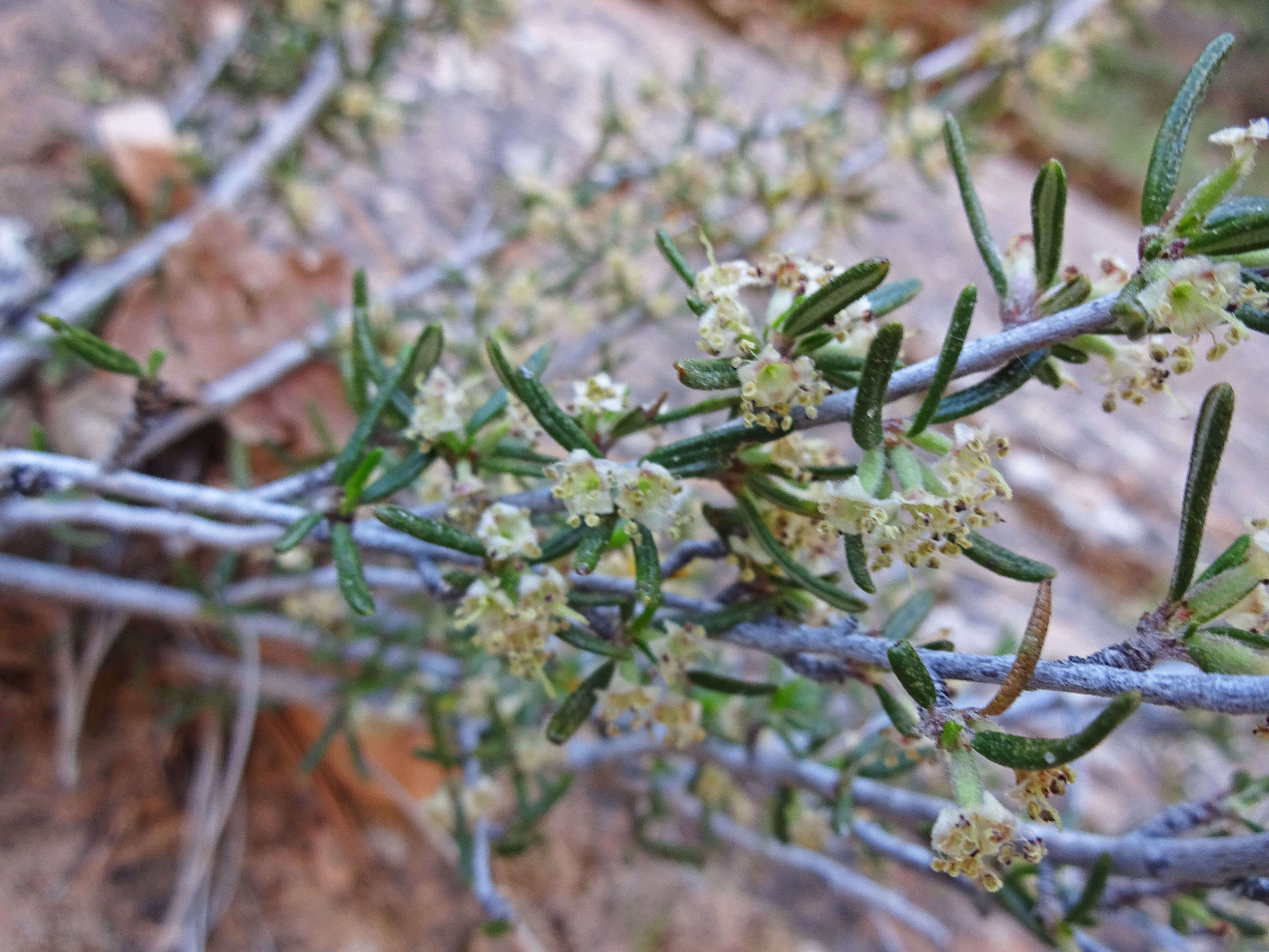 Imagem de Cercocarpus intricatus S. Wats.