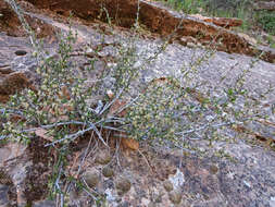 Image of littleleaf mountain mahogany