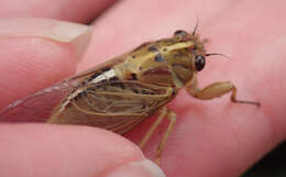 Image of Chatham Island cicada