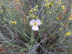 Слика од Calochortus flexuosus S. Watson