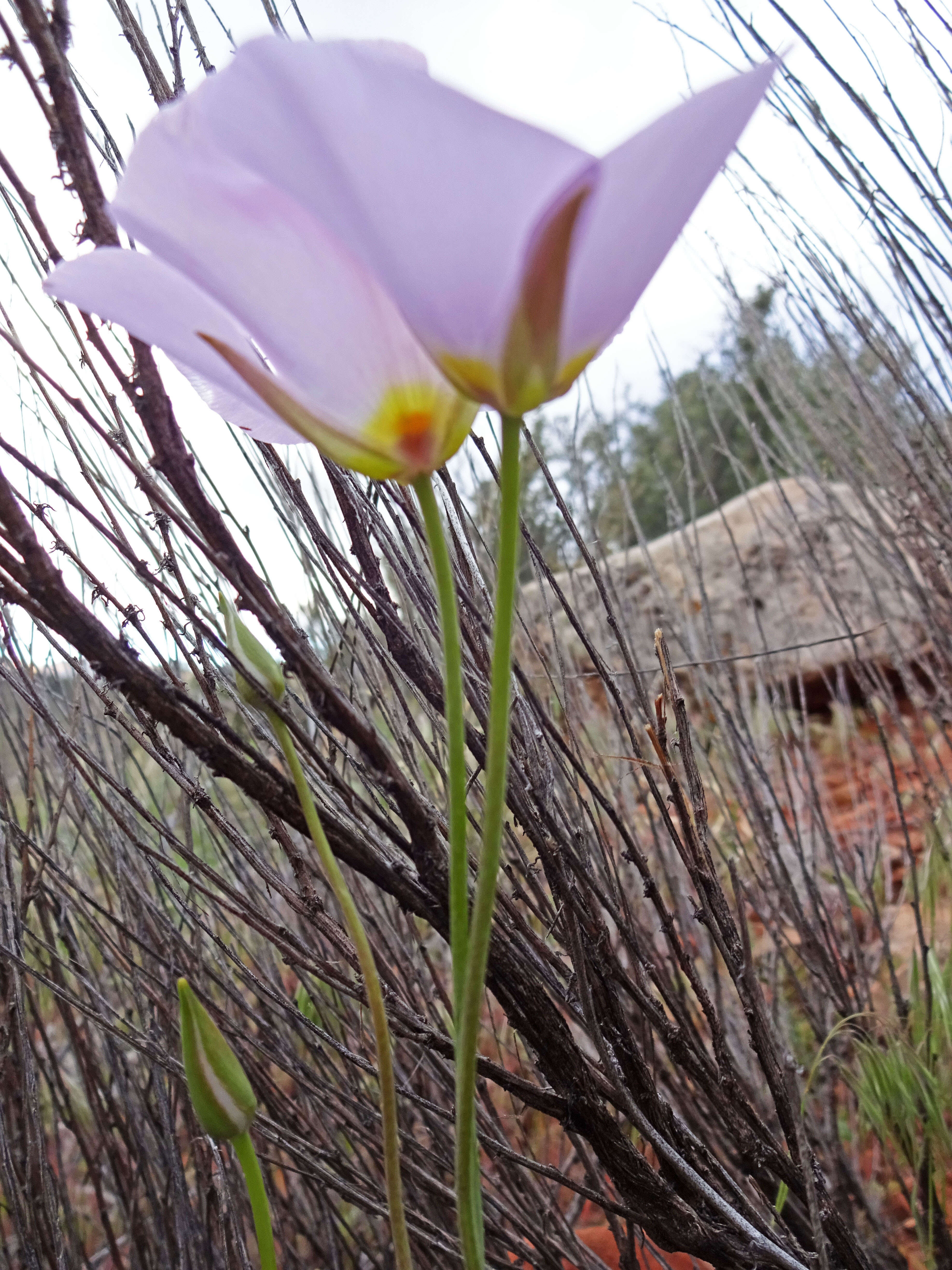 Слика од Calochortus flexuosus S. Watson