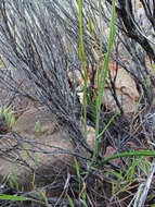 Слика од Calochortus flexuosus S. Watson