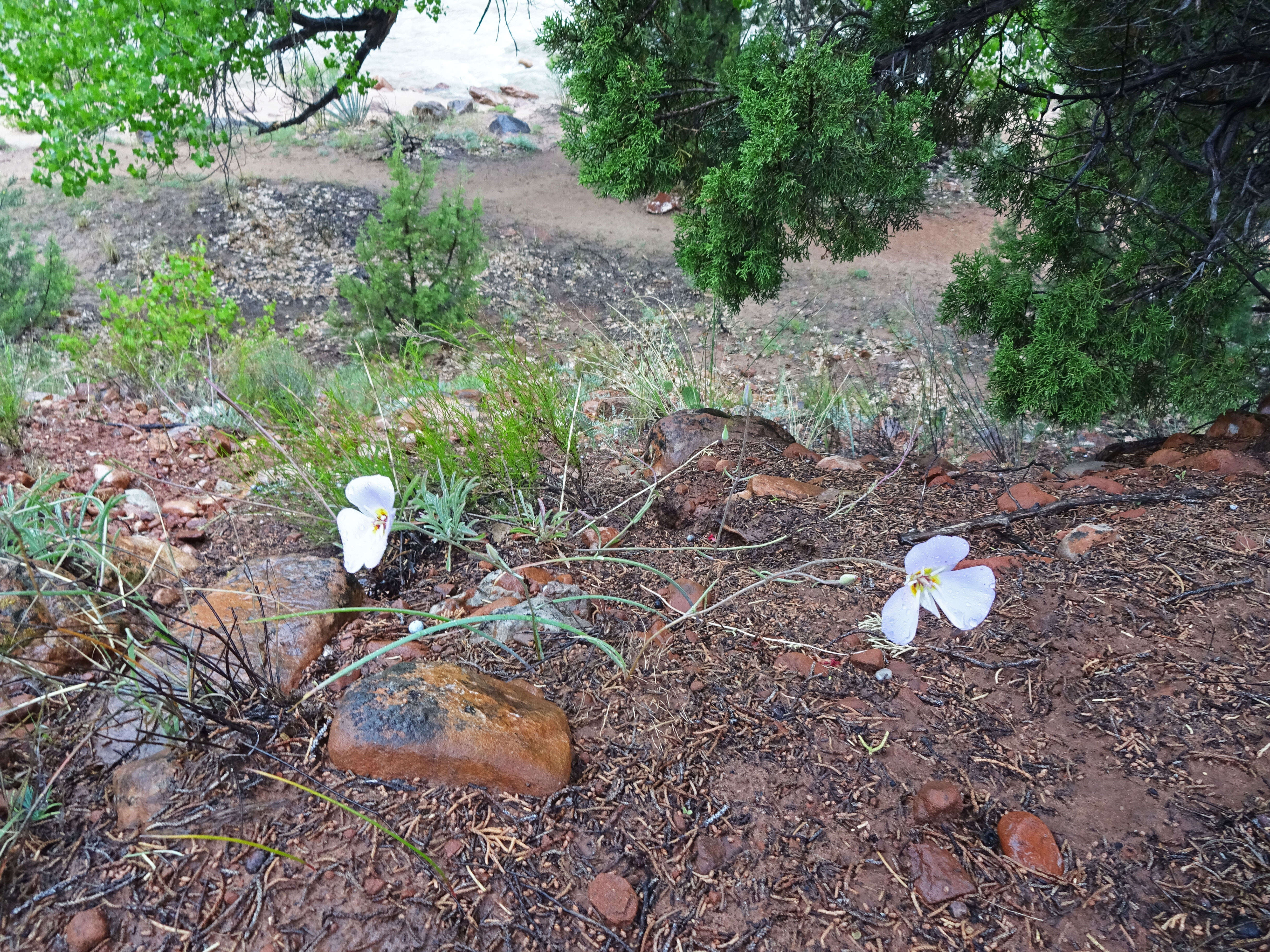 Слика од Calochortus flexuosus S. Watson