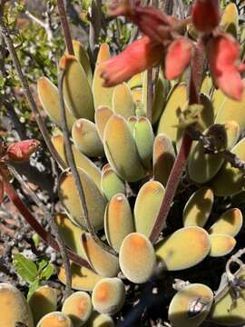 Image of Cotyledon tomentosa subsp. ladismithiensis (V. Pölln.) Tölken