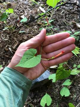 Image of Ipomoea coccinea L.