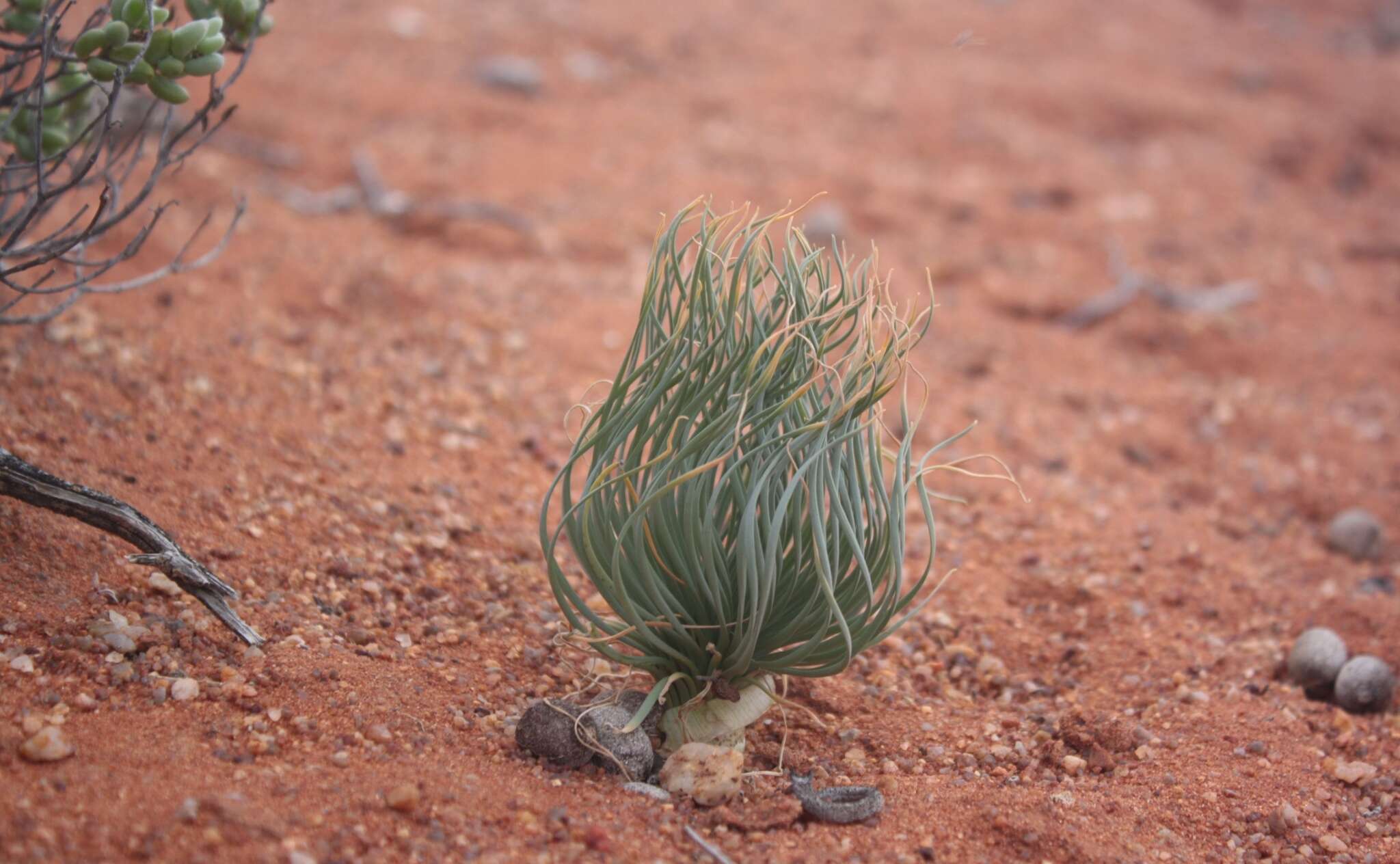 Image de Gethyllis grandiflora L. Bolus