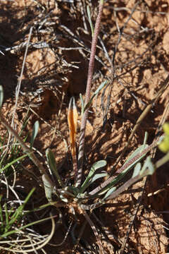 Image of Moapa bladderpod