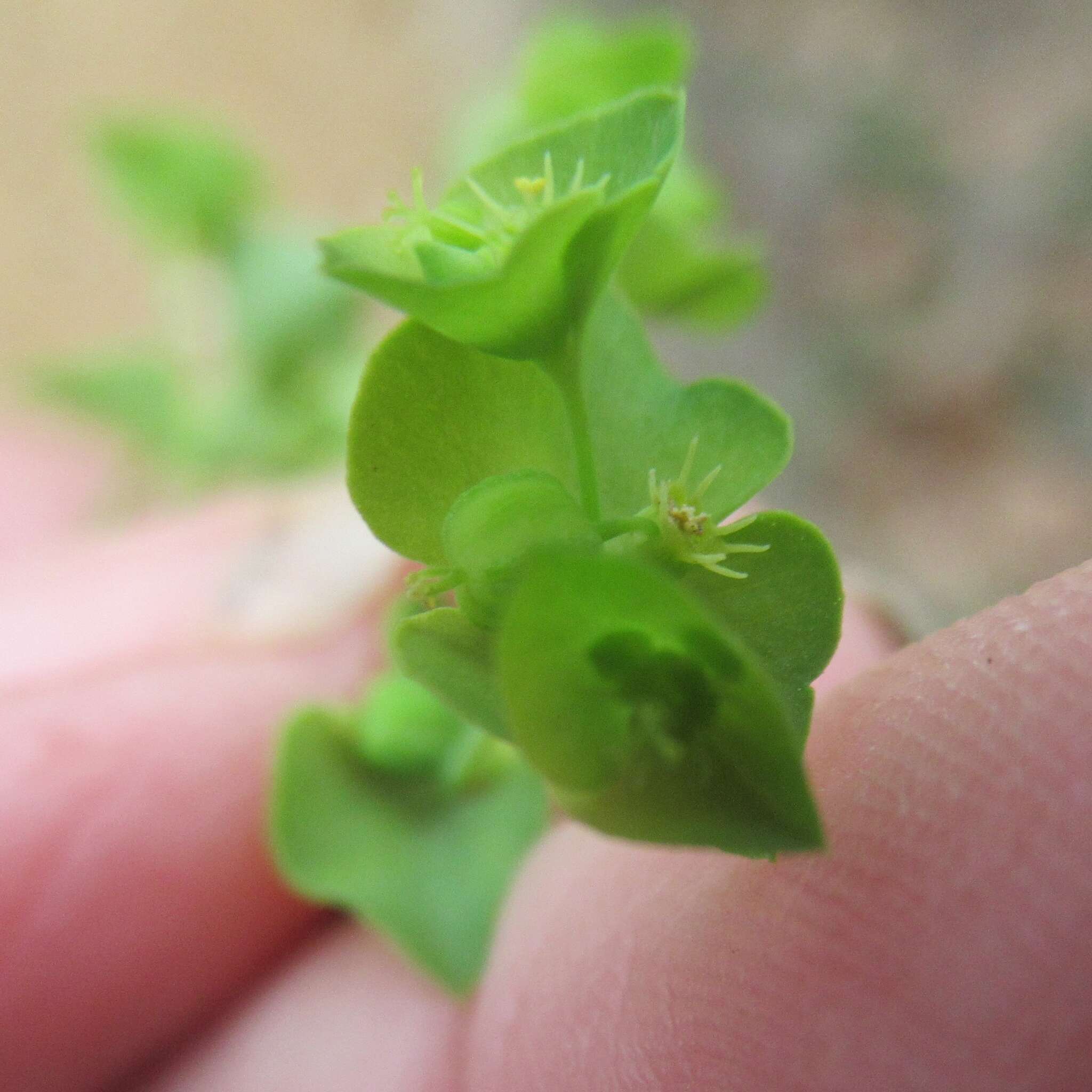 Слика од Euphorbia tetrapora Engelm.