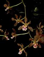 Слика од Encyclia diota (Lindl.) Schltr.