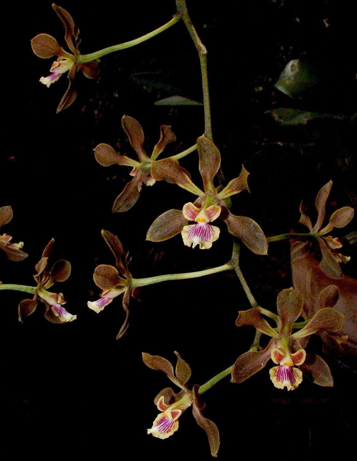 Слика од Encyclia diota (Lindl.) Schltr.
