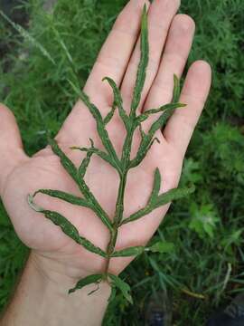 Image of Artemisia mongolica (Fischer ex Bess.) Nakai