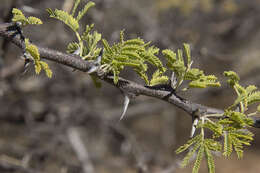 Vachellia hebeclada (DC.) Kyal. & Boatwr. resmi