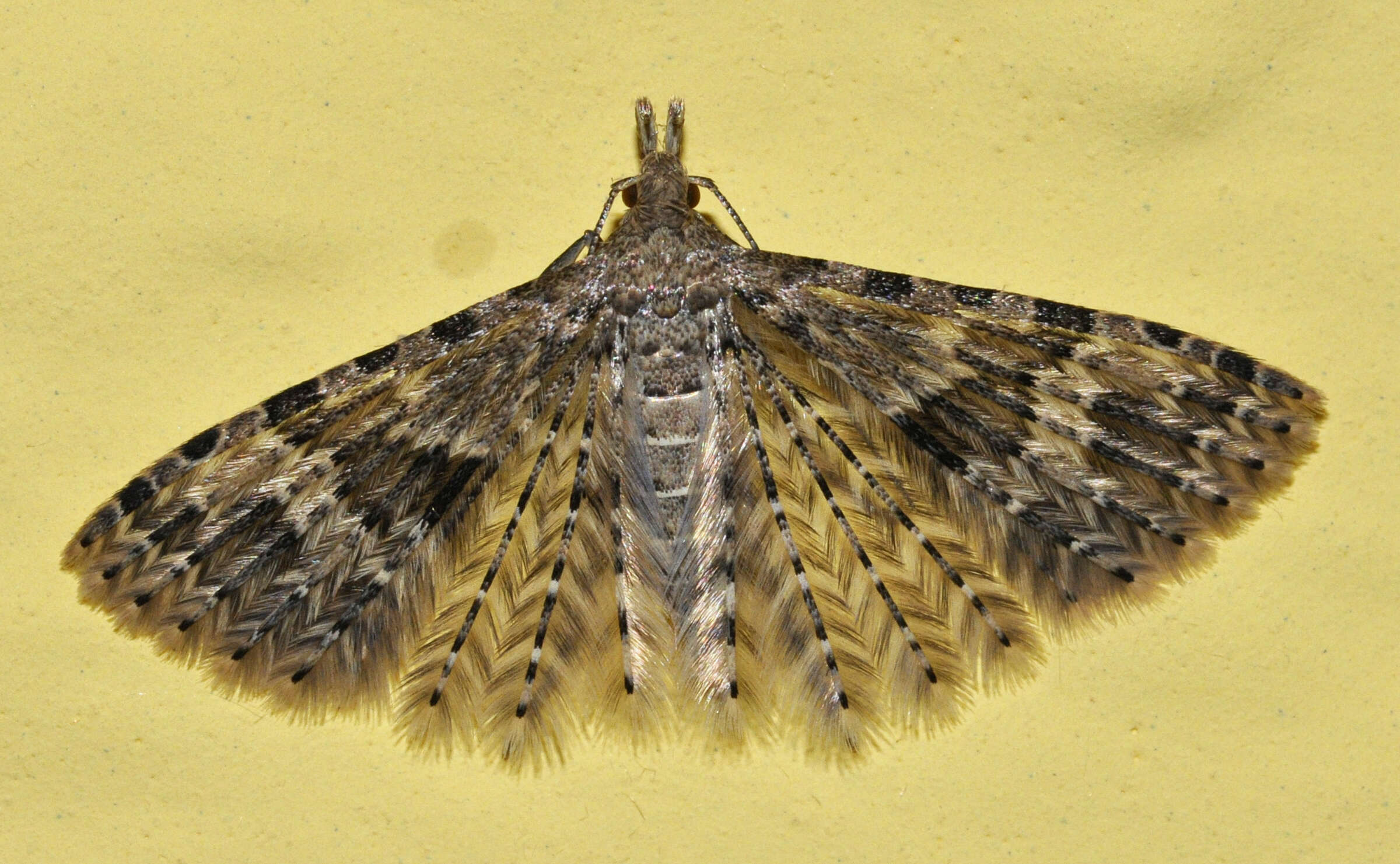 Image de Alucita hexadactyla Linnaeus 1758